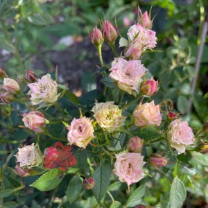 GREEN DIAMOND (miniature)